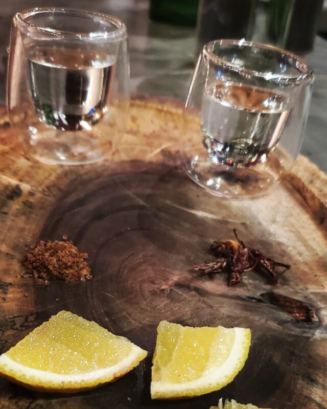 Having a legit mezcal experience, with roasted crickets and worm-salt. Yes, it was delicioso (once i got over the optics). 😊

#méxico #islamujeres #peripatetic